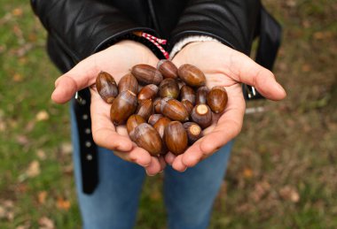 Genç dişi, sonbahar meşe ormanında yürürken bir sürü olgun meşe palamudunu elinde tutuyor. Bu malzeme sonbaharda yaratıcılık için kullanılır.
