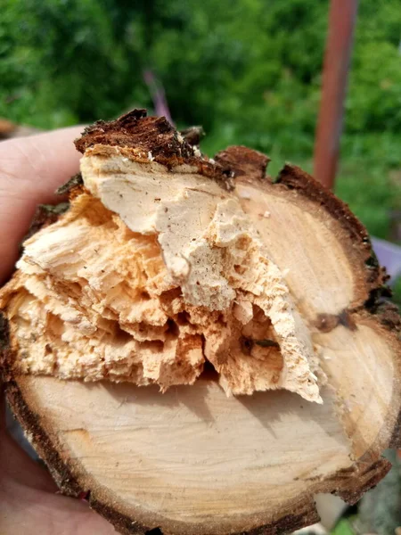 Çok güzel ahşap armut kesikleri.