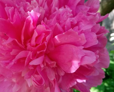 Bu yaz bahçemde parlak pembe şakayıklar var.