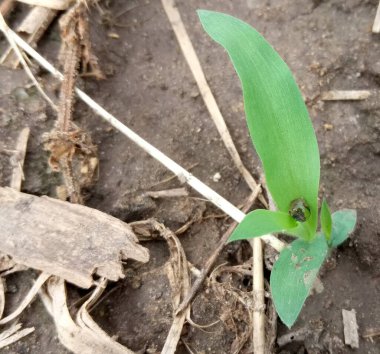 Parlak yeşil çimenler filizlenir ve bir çiy damlası