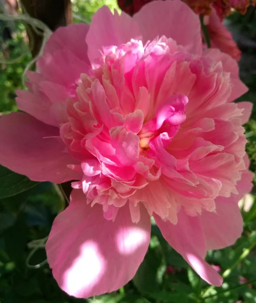 Peônia Rosa Uma Manhã Verão Meu Jardim — Fotografia de Stock