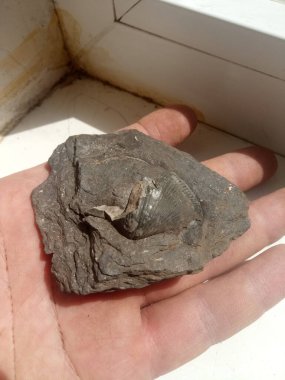 Kömürdeki bir kabuğun fosilleşmiş kalıntıları.