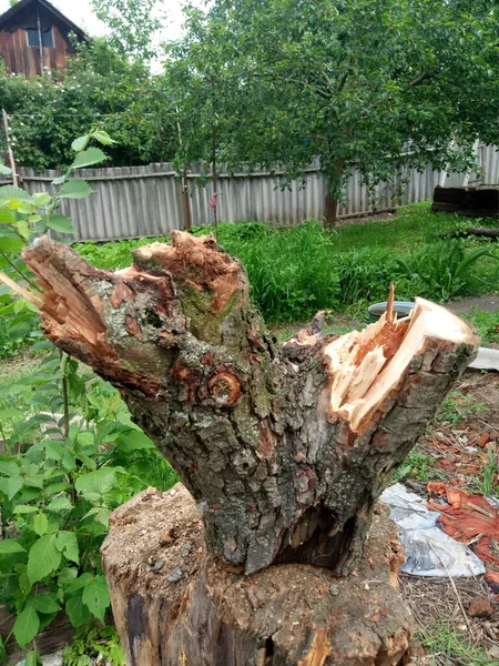 Mooie Donkergele Bruine Gezaagde Droge Peren Mijn Tuin — Stockfoto