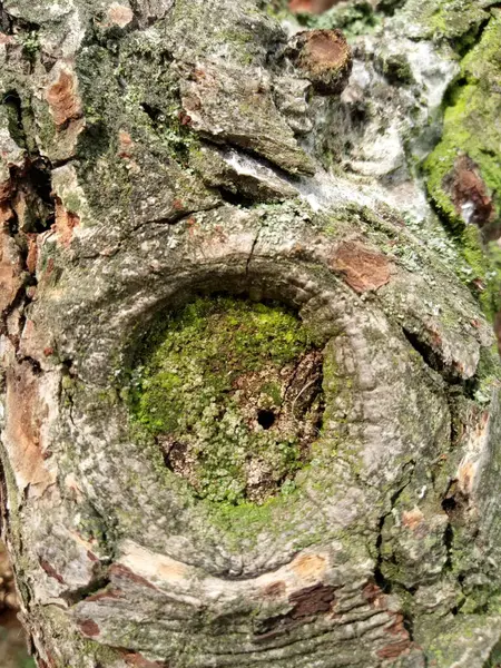 Schöne Dunkelgelbe Und Braun Gesägte Trockene Birnen Meinem Garten — Stockfoto