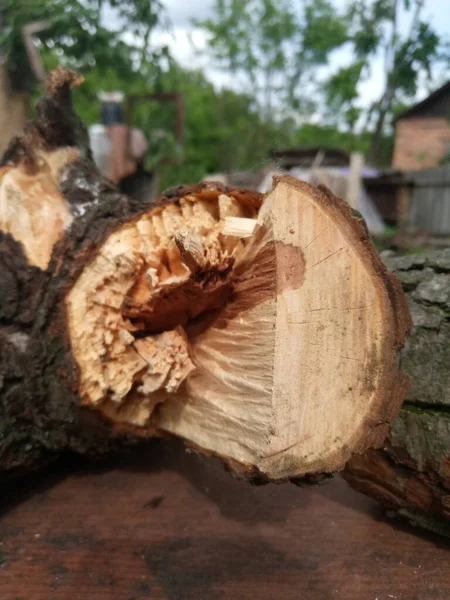 Mooie Donkergele Bruine Gezaagde Droge Peren Mijn Tuin — Stockfoto