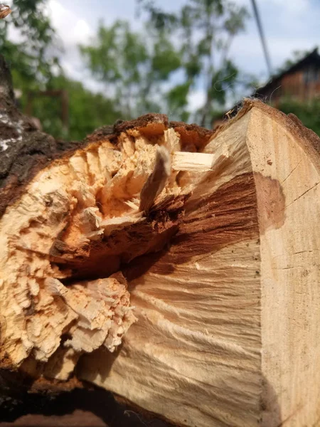 Güzel, koyu sarı ve kahverengi. Bahçemde kuru armutlar.