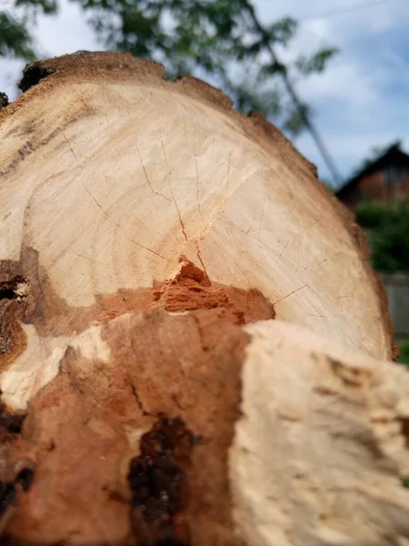 Mooie Donkergele Bruine Gezaagde Droge Peren Mijn Tuin — Stockfoto