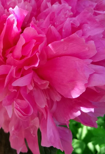 Bir yaz sabahı bahçemde parlak pembe şakayıklar
