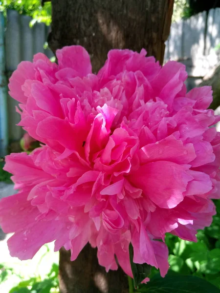 Bir yaz sabahı bahçemde parlak pembe şakayıklar