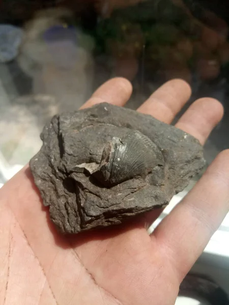 Kömürdeki Bir Kabuğun Fosilleşmiş Kalıntıları — Stok fotoğraf
