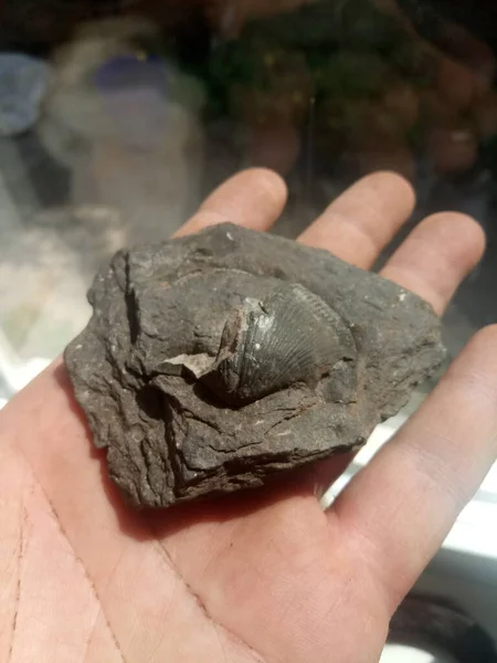 Kömürdeki bir kabuğun fosilleşmiş kalıntıları.