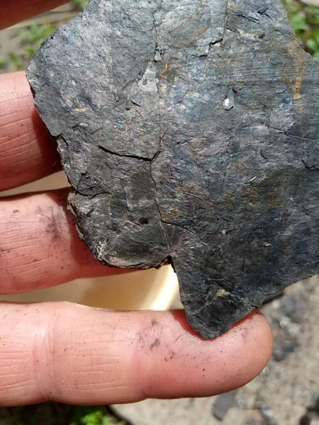 kömürdeki bitkilerin fosilleşmiş kalıntıları, siyah, milyon, yıl, antik
