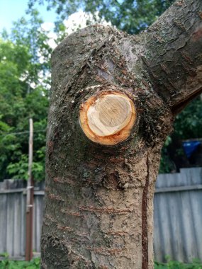 Kır evimdeki yataklar salatalık, domates, çilek. Ve sadece ot, çiçekler ve daha fazlası..