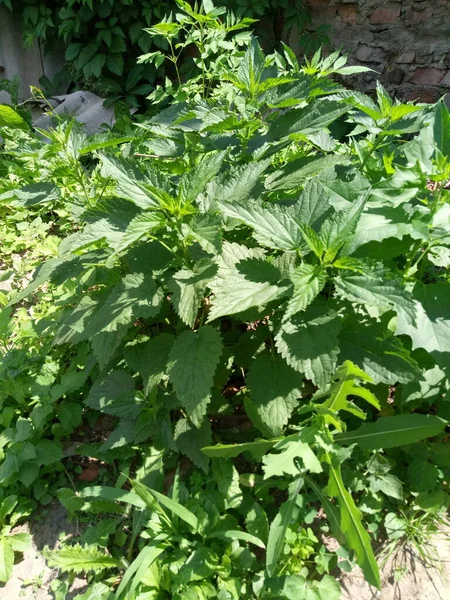 Las Camas Casa Campo Son Pepinos Tomates Fresas Solo Hierba — Foto de Stock