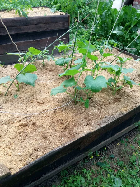 Las Camas Casa Campo Son Pepinos Tomates Fresas Solo Hierba — Foto de Stock