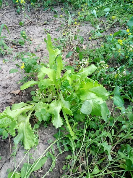 Las Camas Casa Campo Son Pepinos Tomates Fresas Solo Hierba — Foto de Stock