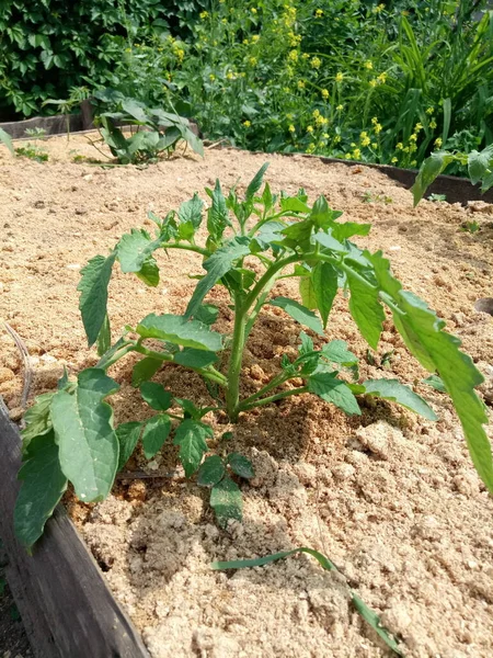 Camas Minha Casa Campo São Pepinos Tomates Morangos Apenas Grama — Fotografia de Stock