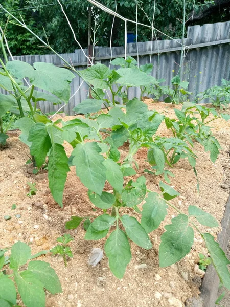 Las Camas Casa Campo Son Pepinos Tomates Fresas Solo Hierba — Foto de Stock