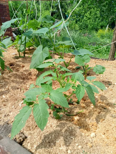 Las Camas Casa Campo Son Pepinos Tomates Fresas Solo Hierba — Foto de Stock