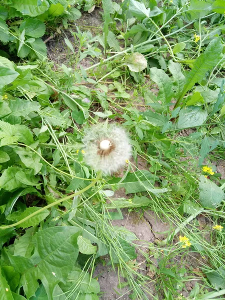 Kır evimdeki yataklar salatalık, domates, çilek. Ve sadece ot, çiçekler ve daha fazlası..