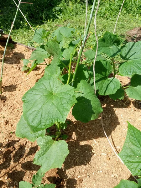 Las Camas Casa Campo Son Pepinos Tomates Fresas Solo Hierba — Foto de Stock