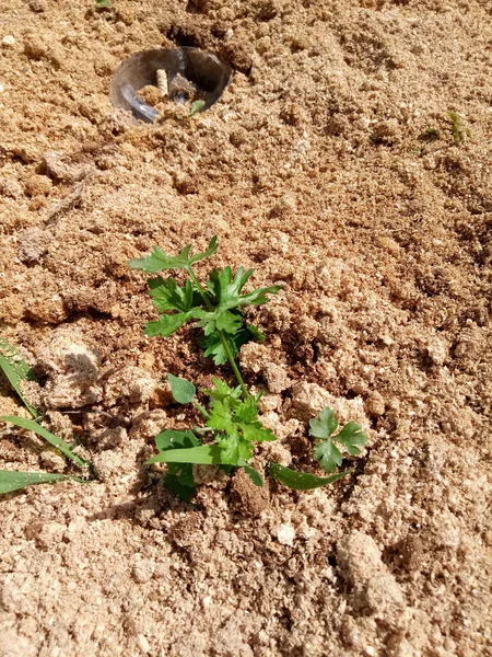 Las Camas Casa Campo Son Pepinos Tomates Fresas Solo Hierba — Foto de Stock