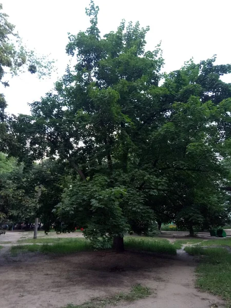 Etrafımızda çok şey var - şehir, arabalar, asfalt, direkler, ağaçlar, çatallar, kapı kolları, posta kutuları, merdivenler, ağaçlar