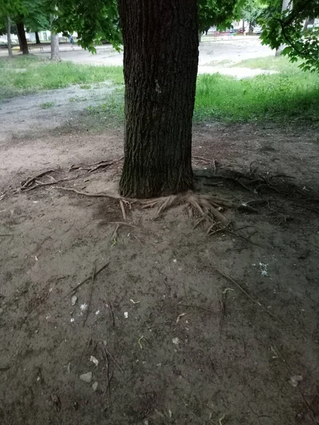 Veel Ons Heen Stad Auto Asfalt Palen Bomen Vorken Deurgrepen — Stockfoto