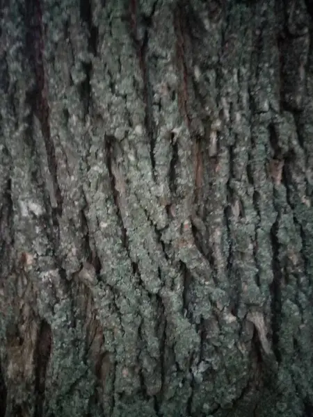 Autour Nous Ville Les Voitures Asphalte Les Poteaux Les Arbres — Photo