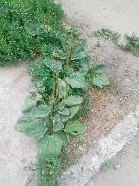 Etrafta bir sürü farklı şey görüyoruz. Bu bizim hayatımız, bizim dünyamız. Bizim için her zamanki gibi. Gerisi için yeni bir bakış açısı..