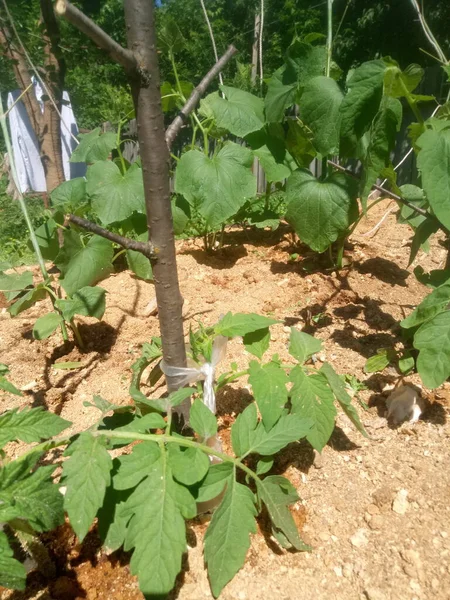 Etrafta bir sürü farklı şey görüyoruz. Bu bizim hayatımız, bizim dünyamız. Bizim için her zamanki gibi. Gerisi için yeni bir bakış açısı..