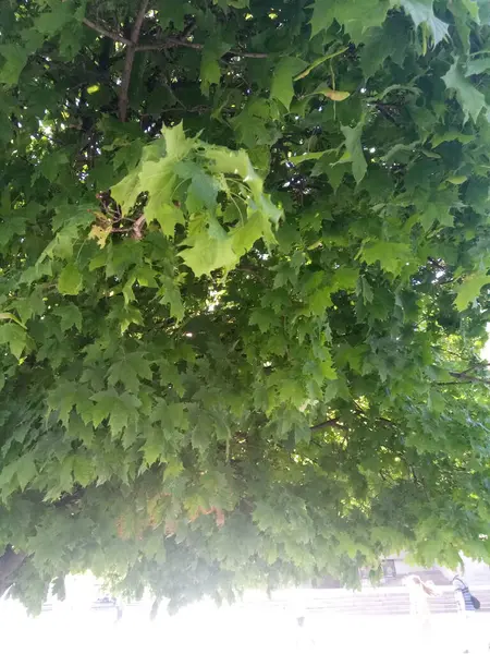 Bir sürü şey - ve vazolar, ve mesaj panoları, asfalt, şehirdeki ağaçlar .