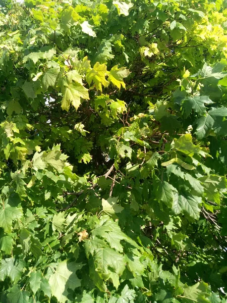 Bir sürü şey - ve vazolar, ve mesaj panoları, asfalt, şehirdeki ağaçlar .
