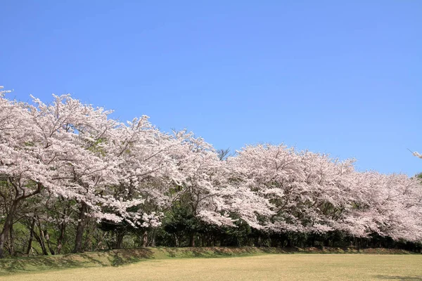 クロス カントリー コース 静岡県東伊豆で桜並木の行 — ストック写真