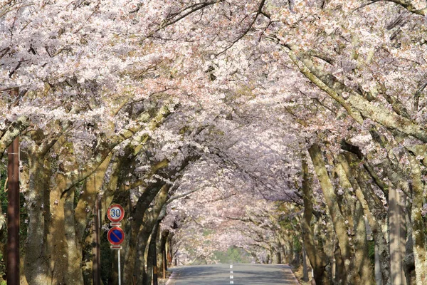 Tunnel Mit Kirschblüten Izu Hochland Shizuoka Japan — Stockfoto