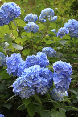 Kamakura, Kanagawa, Japonya (mavi ortanca)