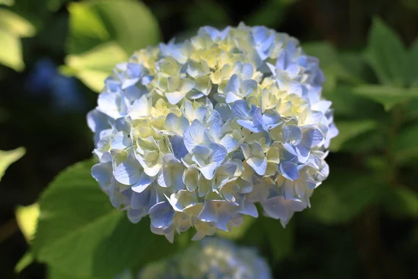 Hortensias Kamakura Kanagawa Japón Una Flor Azul Claro —  Fotos de Stock