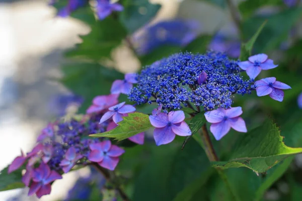 Hortensie Kamakura Kanagawa Japan Blauviolett — Stockfoto