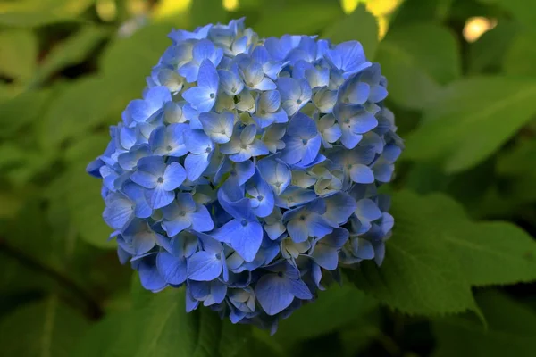 Гортензии Камакуре Канагава Япония Один Синий Цветок — стоковое фото