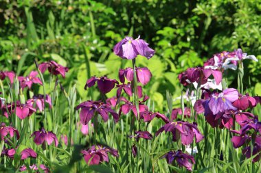 Japonya 'da Japon gözü