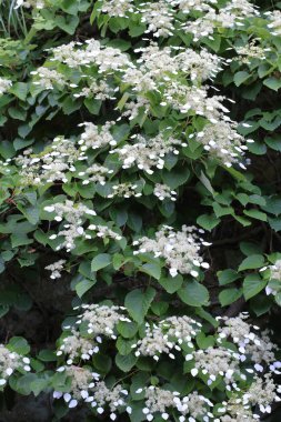 Japonya'da Japon ortanca asma