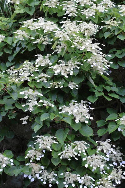 Japonya'da Japon ortanca asma