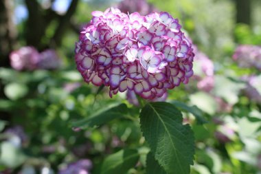 ortanca kamakura, Kanagawa, Japonya (bir kırmızı-mor çiçek)