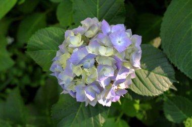 Kamakura, Kanagawa, Japonya (bir ışık mavi çiçek ortanca)
