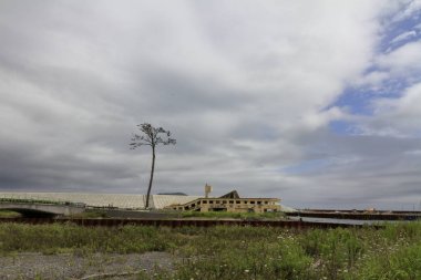 Rikuzentakata, Iwate, Japan mucize çam