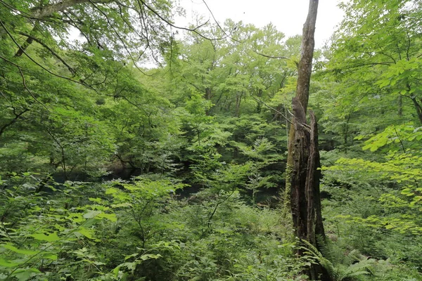 Souche Dans Forêt Fagus Shirakami Sanchi Aomori Japon — Photo