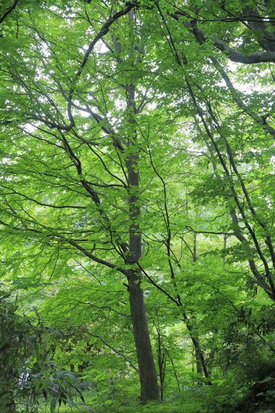 Fagus Forest Shirakami Sanchi Aomori Japón — Foto de Stock