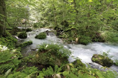 Manryo geçerli Oirase dağ çayı: Aomori, Japan