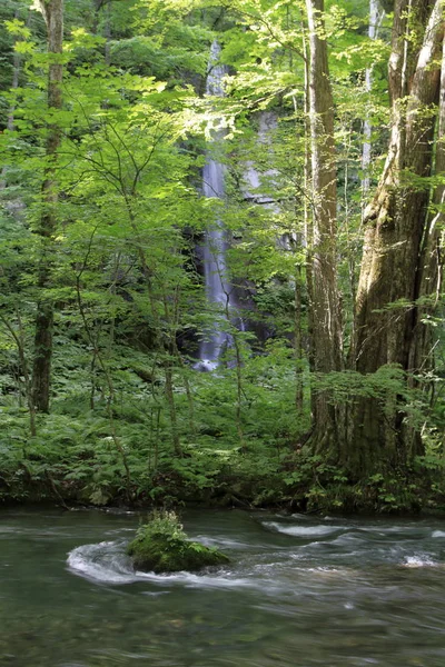 青森県の奥入瀬渓流の白糸の滝します — ストック写真