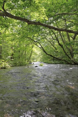 Oirase dağ dere Towada, Aomori, Japonya